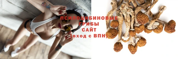 apvp Алзамай